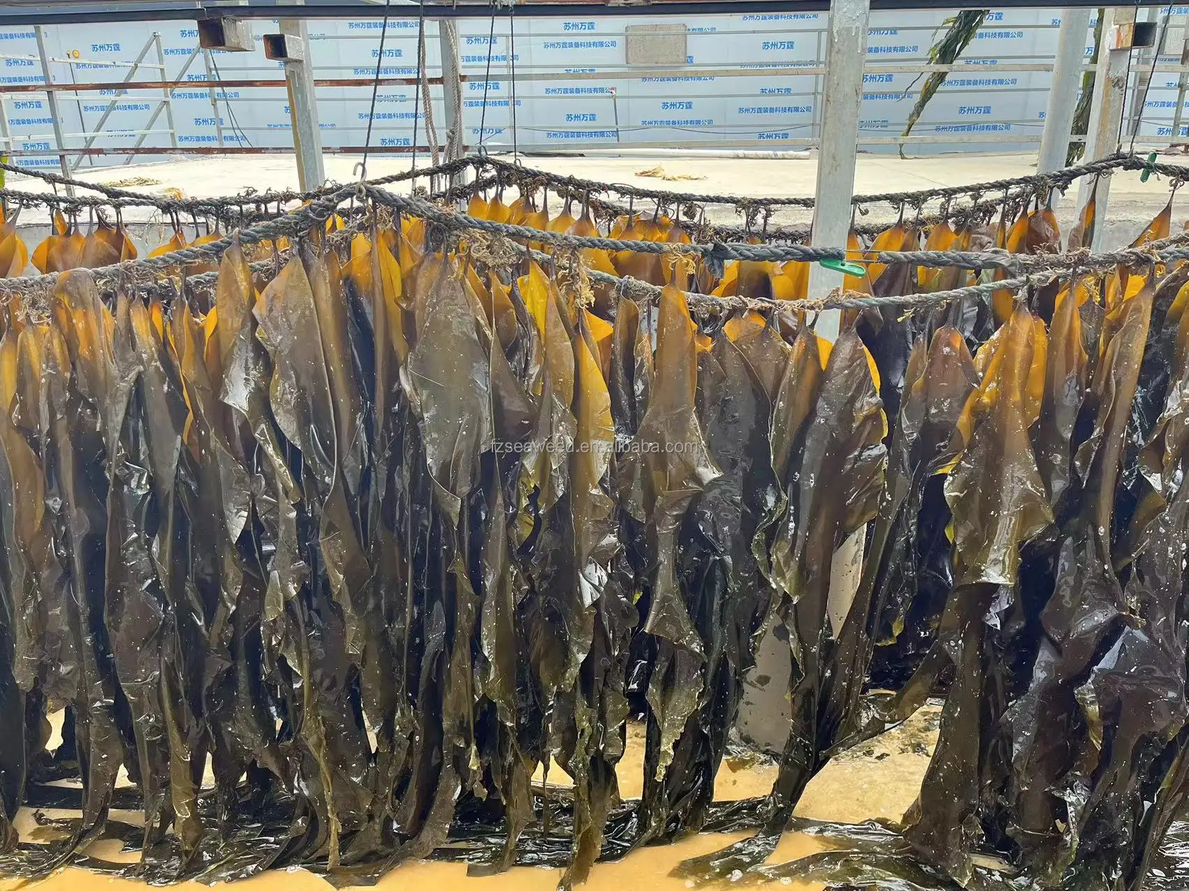 Wholesale Kelp Seaweed Brown Bulk Algae Shredded Seaweed Laminaria