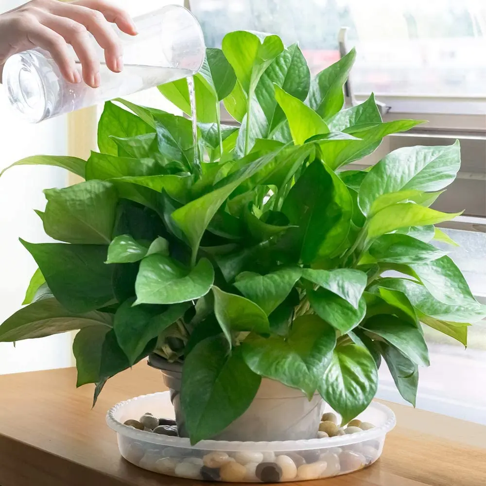 PP Transparent Plastic Plant Round Water Drip Trays Plate Dish Saucer Flower Pots Trays plant pot with saucer