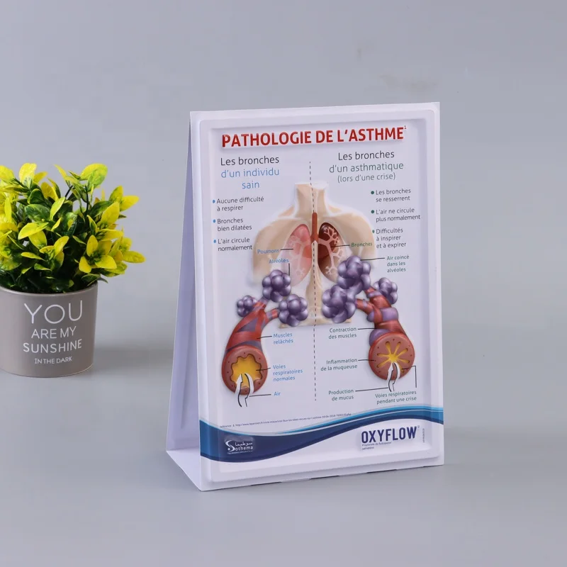 customized 3D Medical Human Anatomy Wall Chart / Poster - desk poster