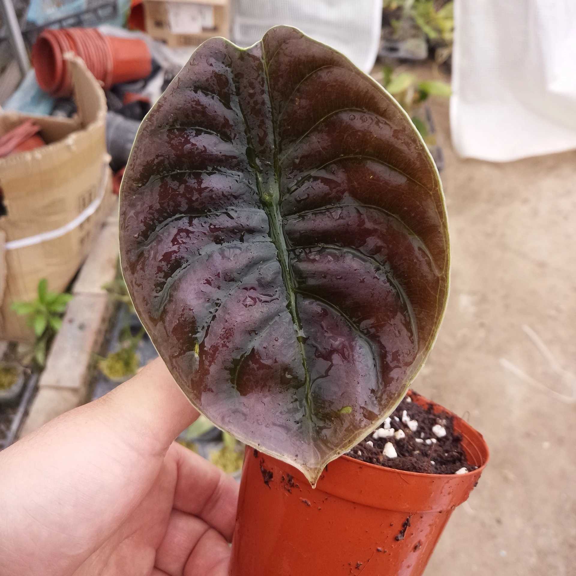 Декоративное растение в помещении красочный Alocasia cuprea красный