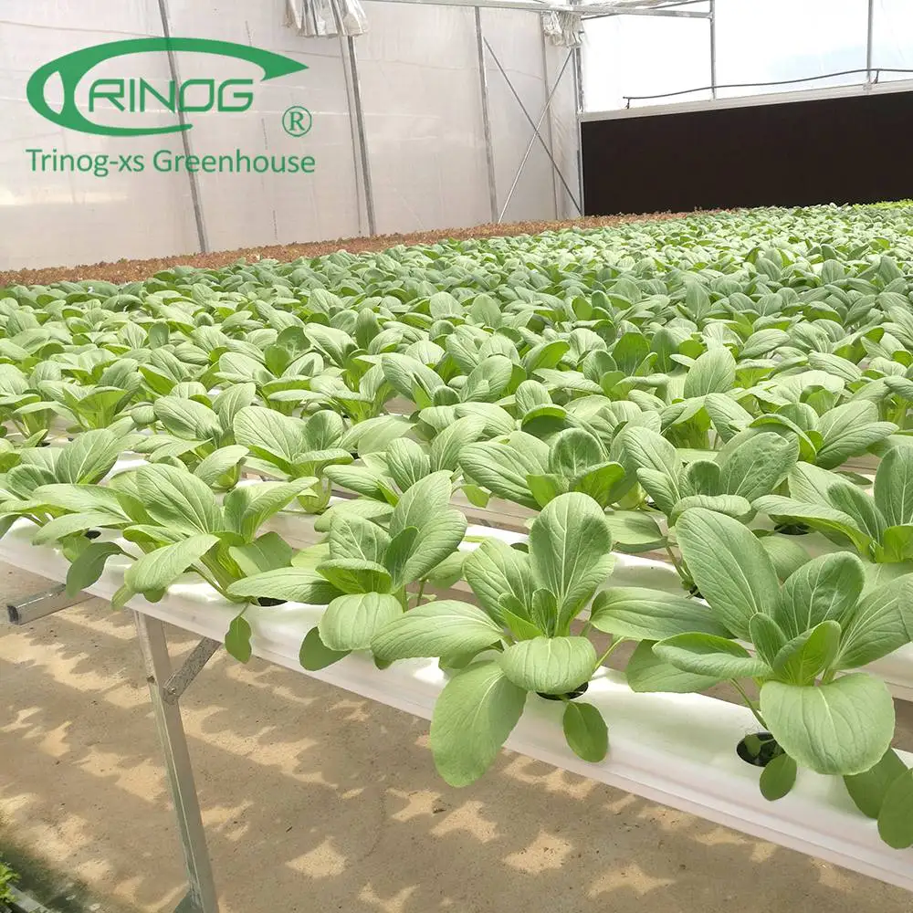 large greenhouse farme used NFT hydroponics system for salad lettuce