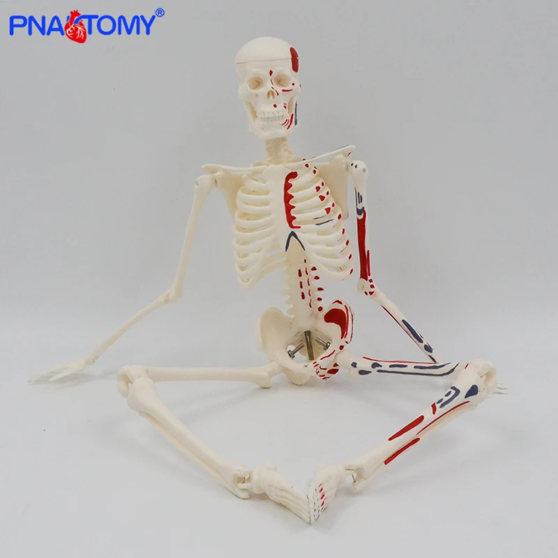 45cm Human Skeleton Model with Muscles Anatomy Model Medical Science Spine and Skeleton