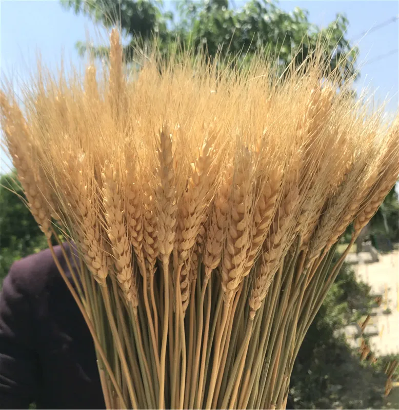 Hot Sale Natural Craft Multi-colored Real Dried Wheat Flowers For Decoration