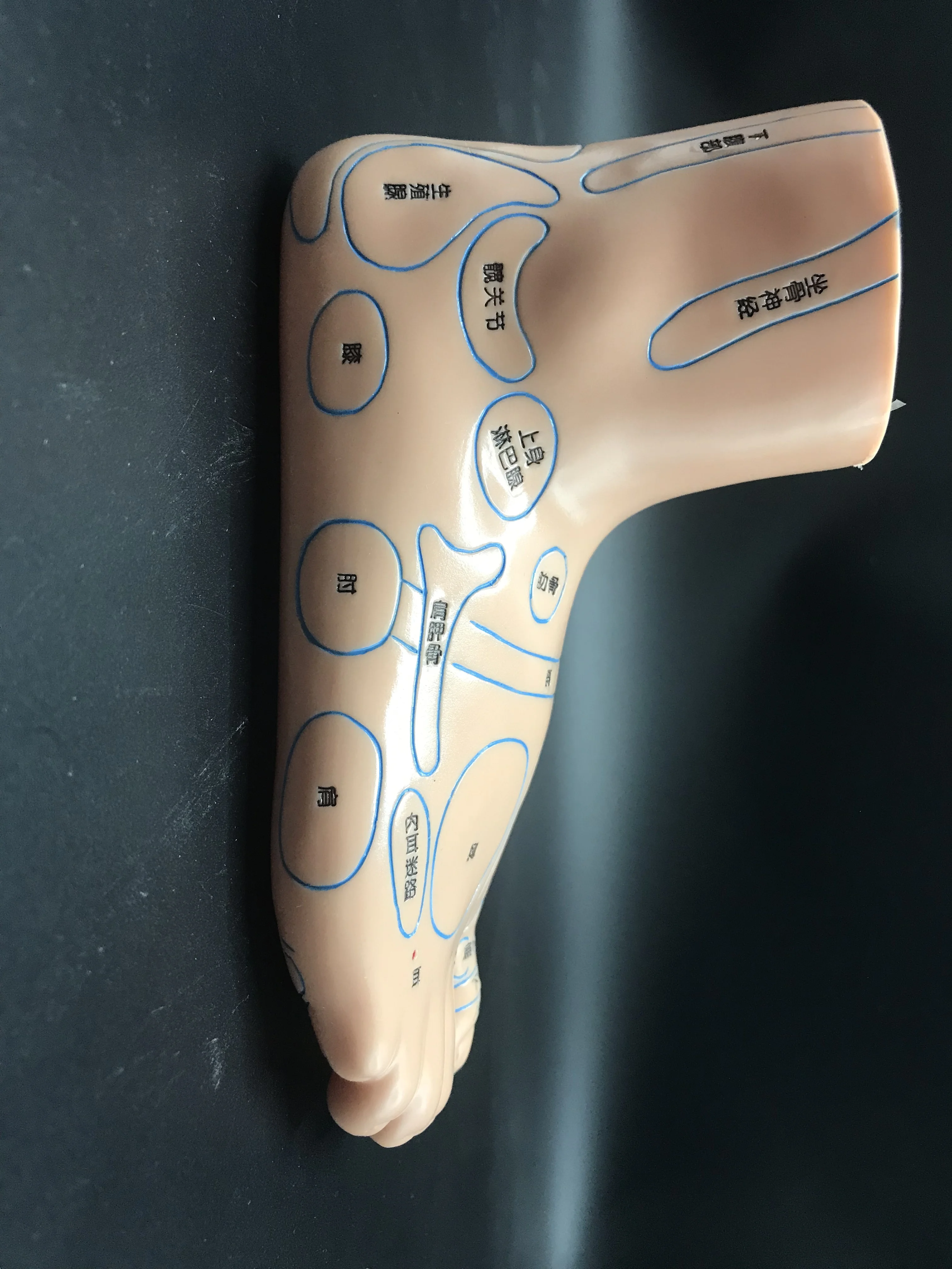 Foot Acupuncture Point Model Acupoint Teaching Right Feet Massage Area Teaching Tool Acupoint Anatomy Model
