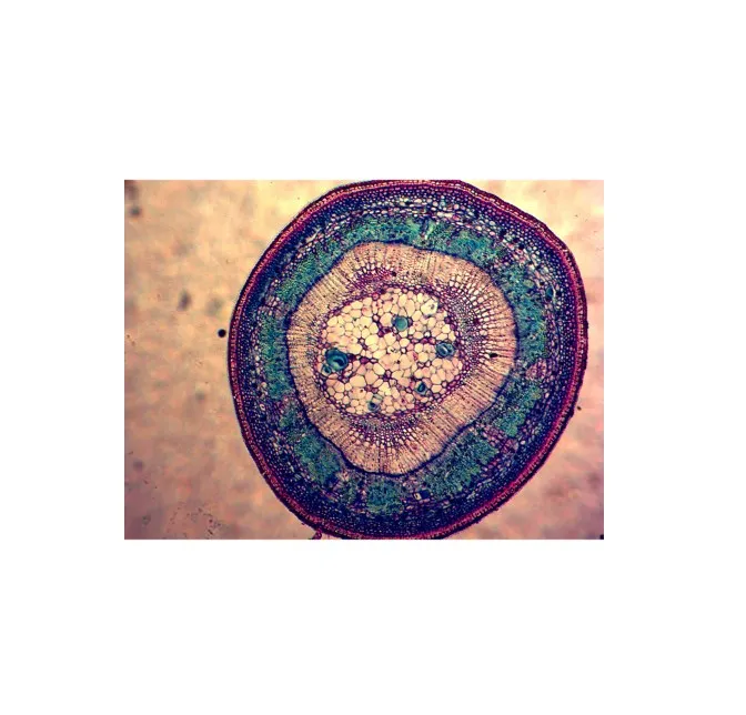 Education Medical Science Natural Botany Leaf Microscope Prepared Slides Set for Teaching and Learning