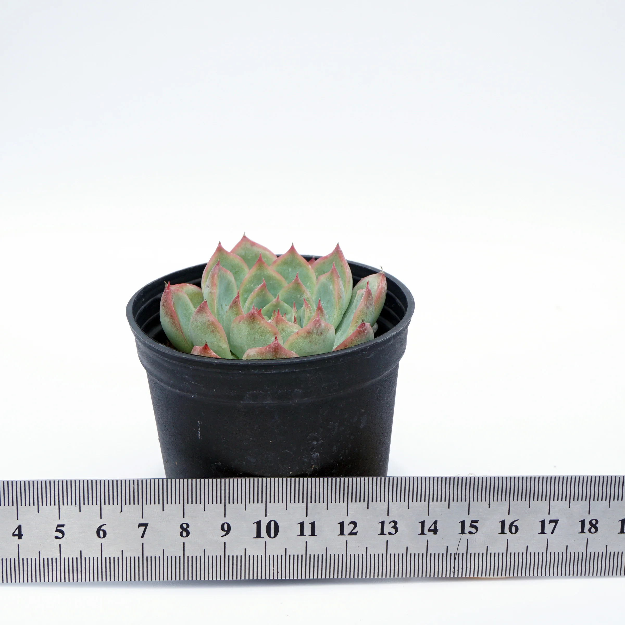 house plants wholesale suculentas natural variegated rare echeveria succulent plants