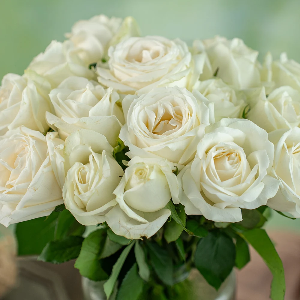 Rose  White  High Quality Natural Wholesale Fresh Cut Flower