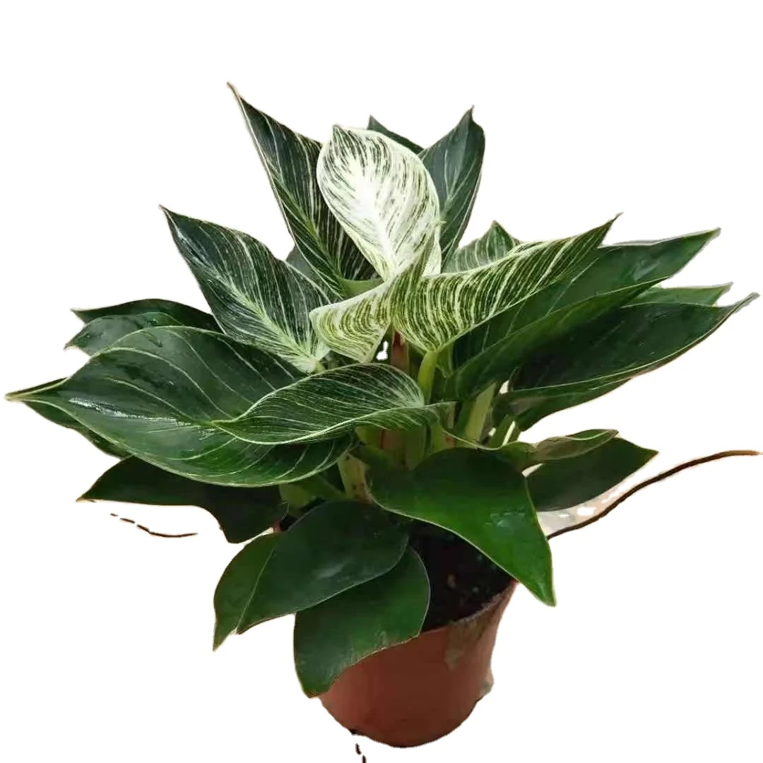  Живое растение Philodendron Birkin
