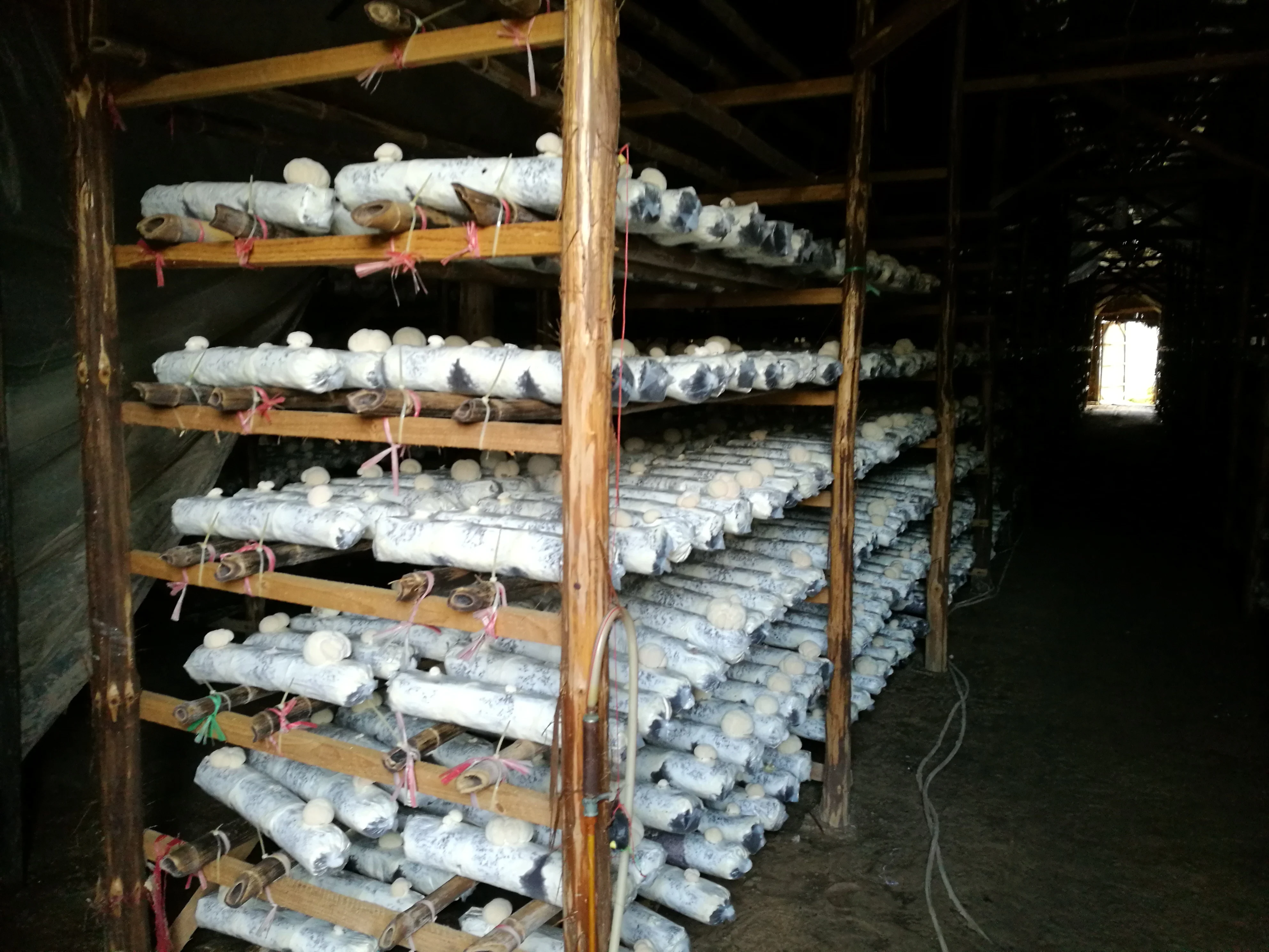 Натуральное органическое сырье здоровая добавка порошок экстракта Львиной гривы