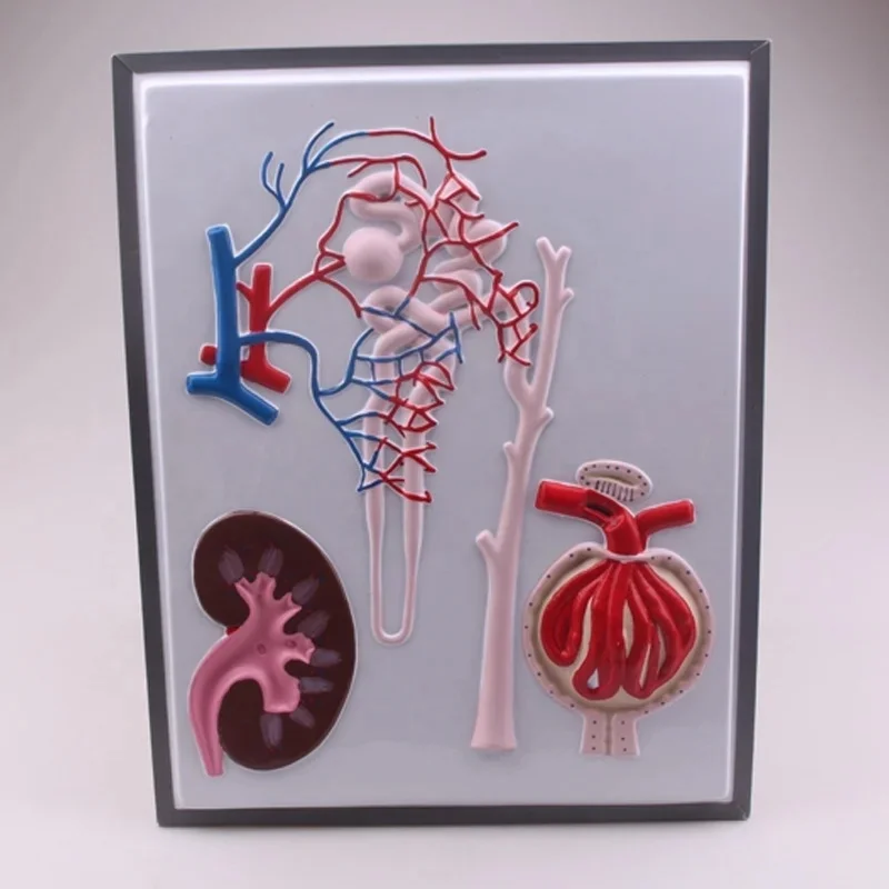 PVC human kidney nephron and glomerulus model