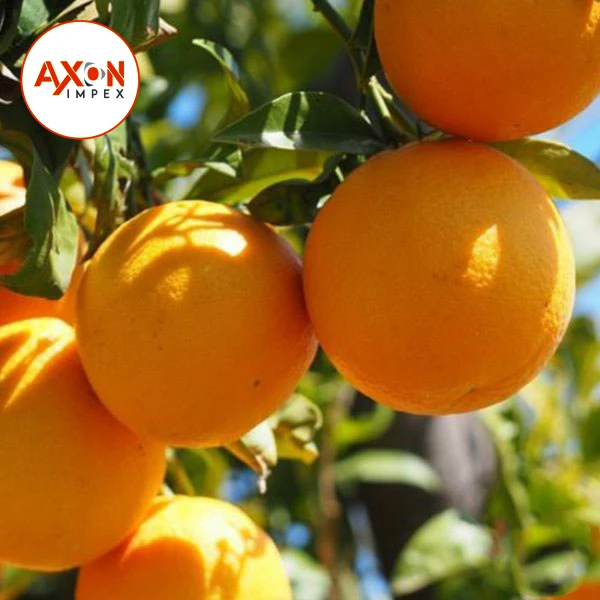 
Orange Fresh Mandarin Fruit Kinnow Fruits exporter , Pakistan Kinnow fresh Citrus 