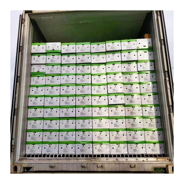 Top Grade Fresh garlic in mesh bags / cartons 2023 newest crop best quality for wholesale 3p/4p/5p Small package garlic to bawan