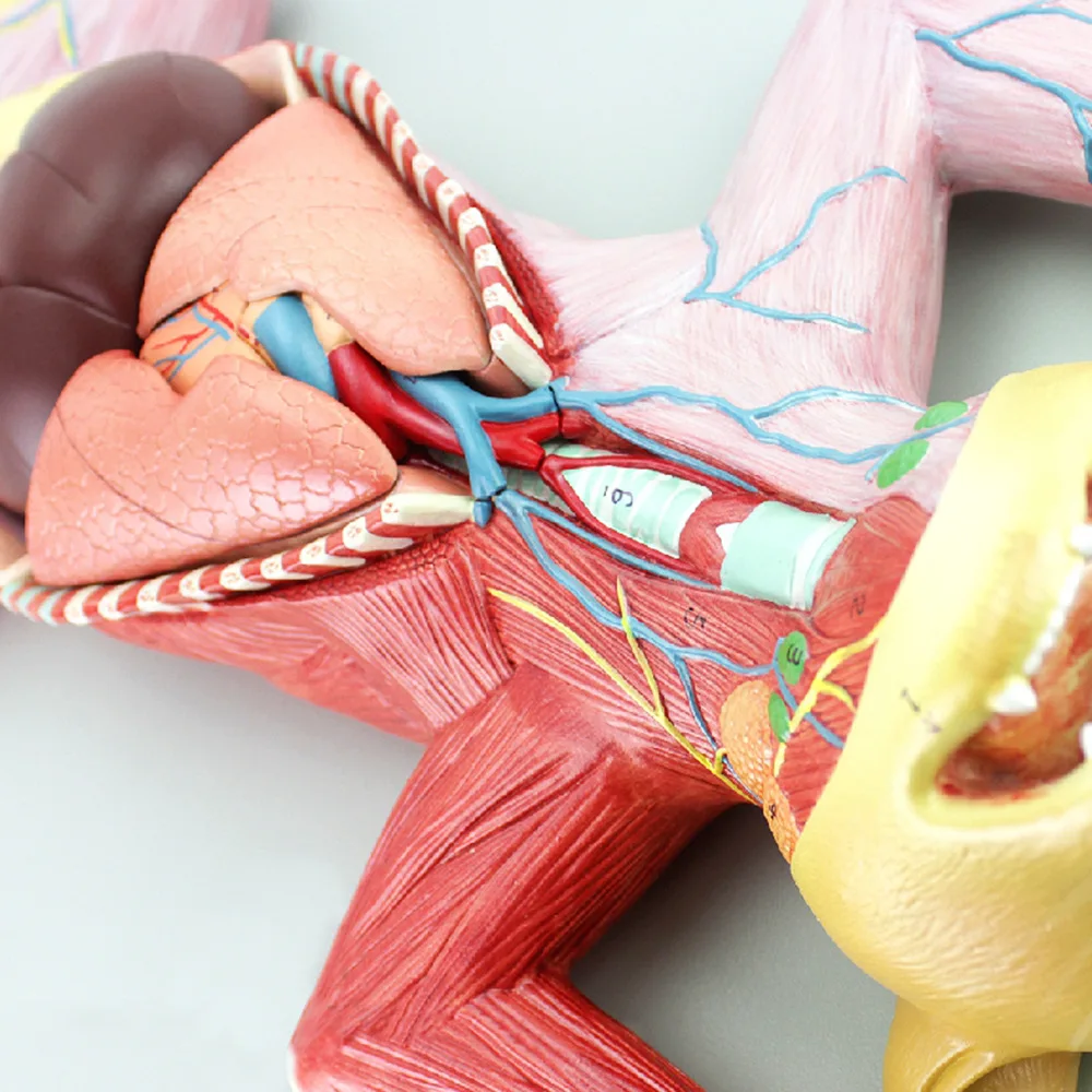 Cat anatomical model The anatomical structure of organs internal organs muscles and nerve cats