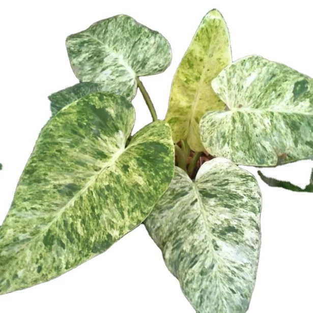 Philodendron giganteum blizzard Red Kasumi