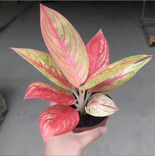 
Ornamental plant bonsai Aglaonema sp red nature plant wholesale 