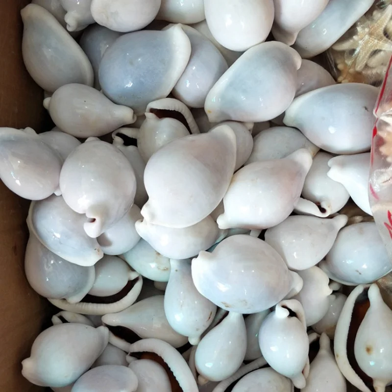 6-8 cm Natural White Rabbit Conch Seashells Shell Conch Beach Decorations For Home Wedding aquarium Fish Tank