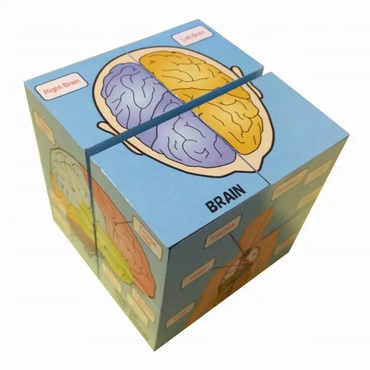 Customized Advertising 3D Folding Non-Magnetic Photo Magic Cube Human Organ Science Educational Knowledge English Cube
