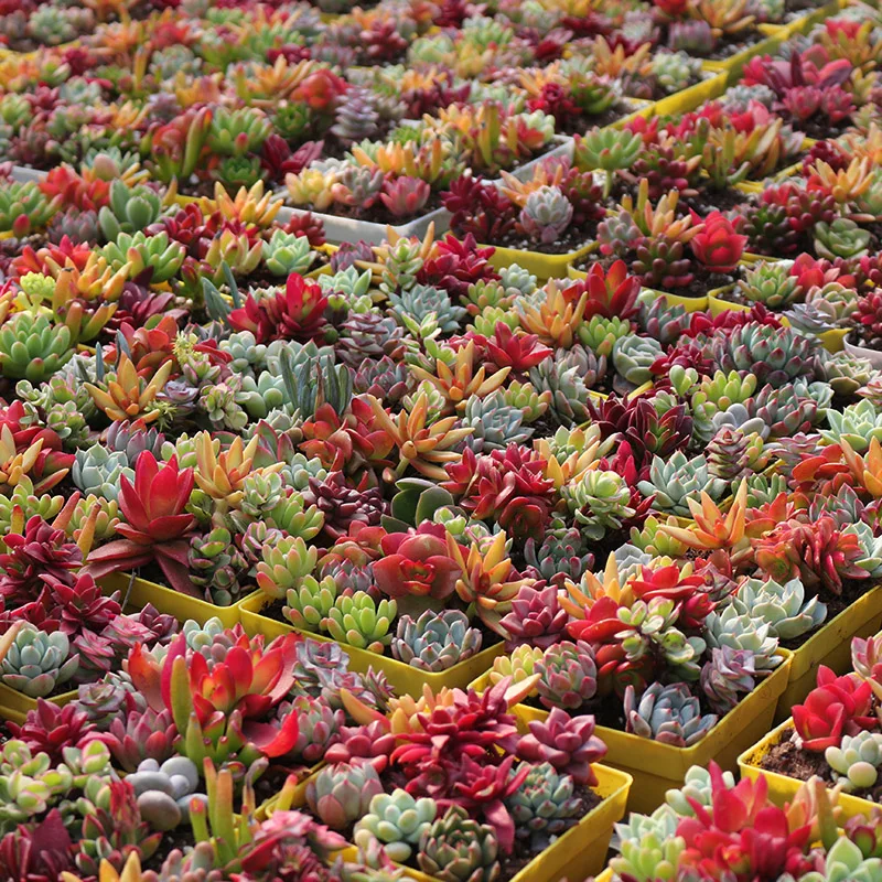 
10cm Mixed Succulent pot natural plant cactus succulent pot Korea Succulent tray plants 
