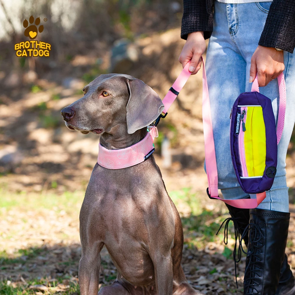 custom brand name Outdoor walk Dog Collar fashion color pet attractive dog collar