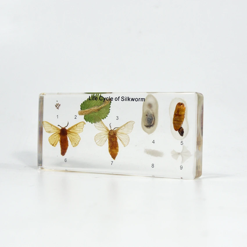 Цикл жизни Прямая поставка шелкопряда настоящие животные прозрачный полимерный образец блок для школьного оборудования