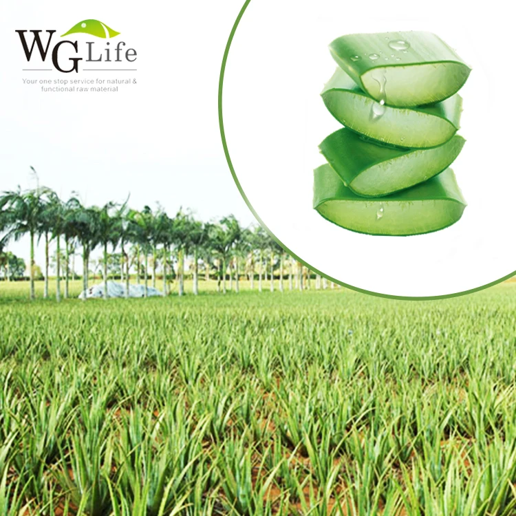 private label raw concentrate organic buyer pieces aloe custom big plants of aloe vera gel