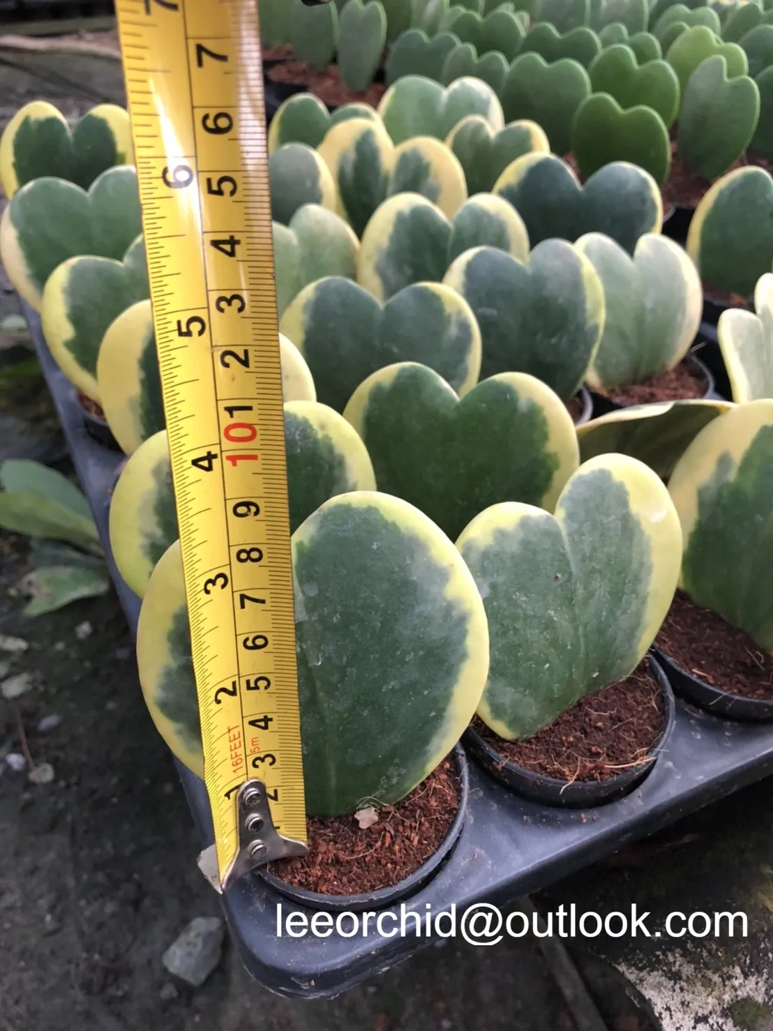 
Hoya Kerrii Sweetheart Plant Two Tone 