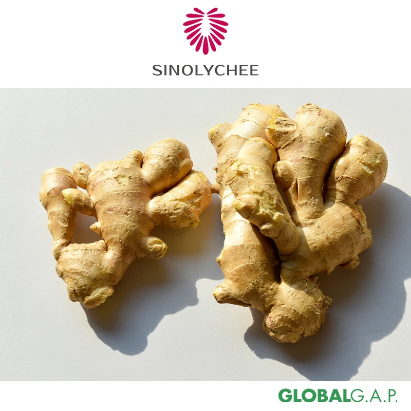 Chinese 1 ton Mature Fresh Ginger Dried Ginger 40ft Containers Ginger Price