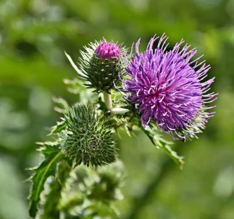 
High Quality Pure Silymarin 70% 80% UV milk thistle extract 