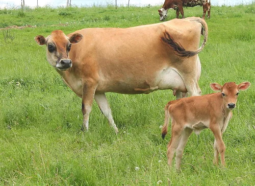 Jersey cows