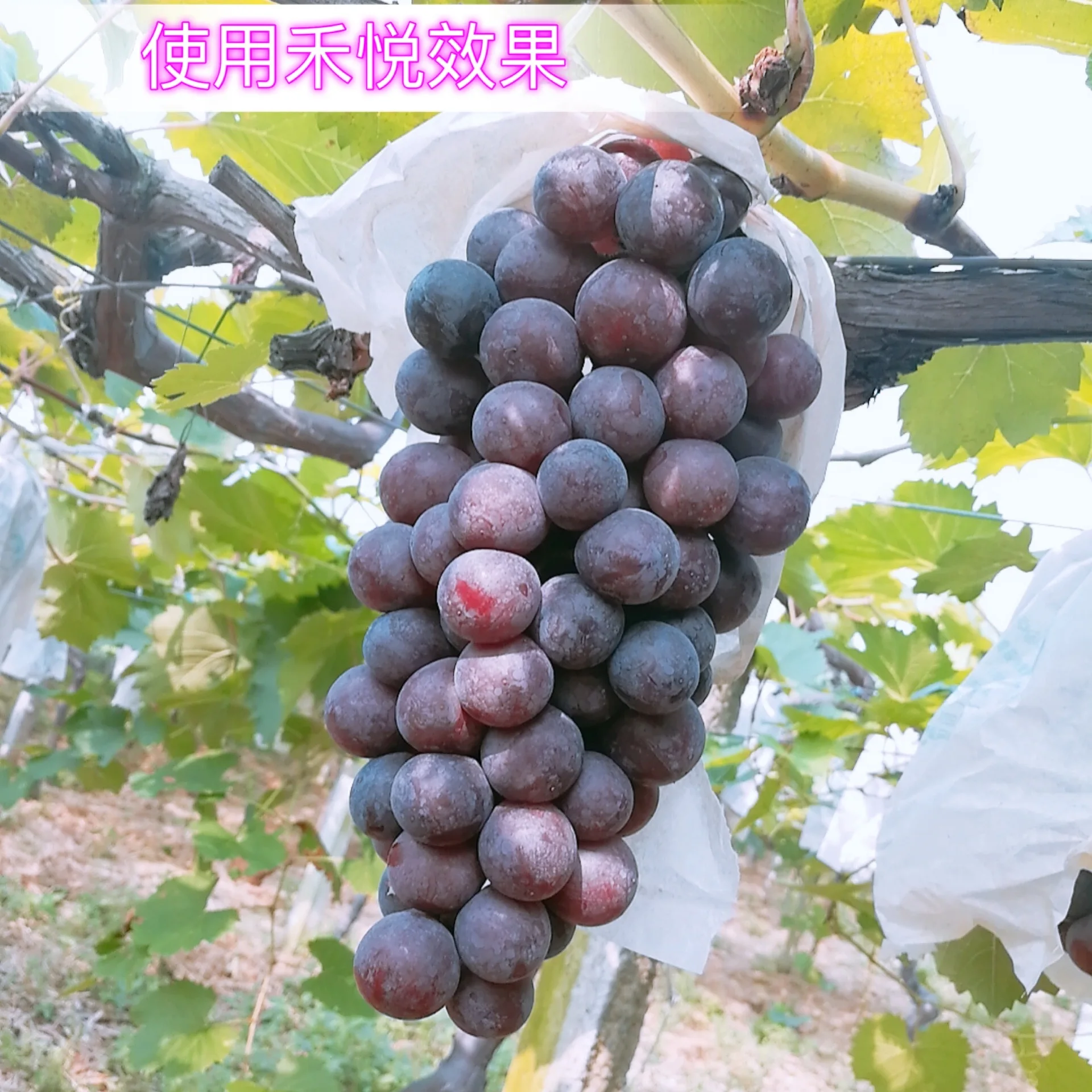 Green Joy wholesale  biological organic water soluble calcium magnesium organic liquid compound fertilizer
