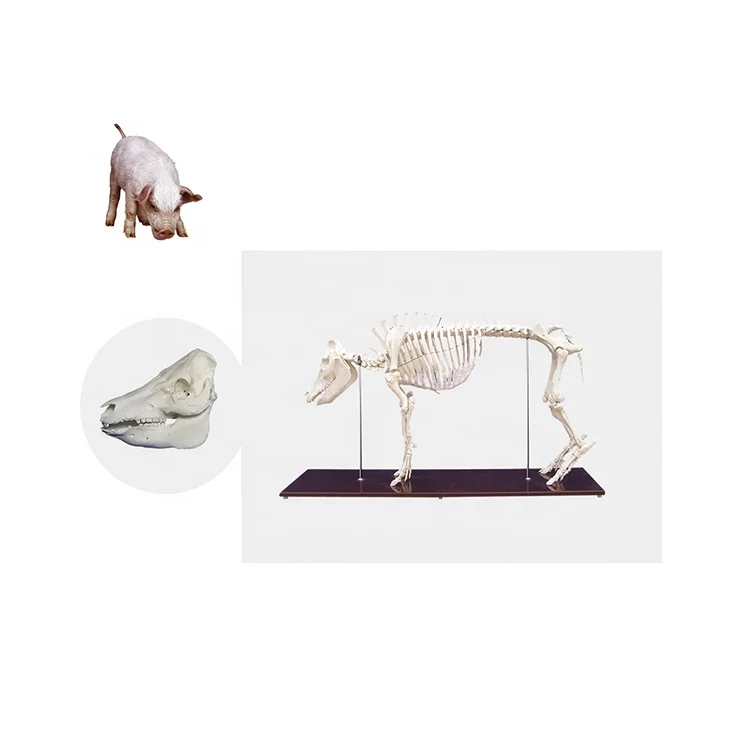 BB104 Pig Skeleton Model for Education a pig bone specimen made from real pig bones.