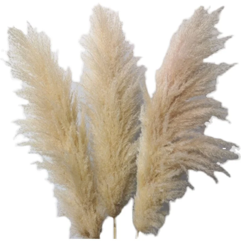Export pampas grass, air dried flower bundle, big reed wedding home decoration
