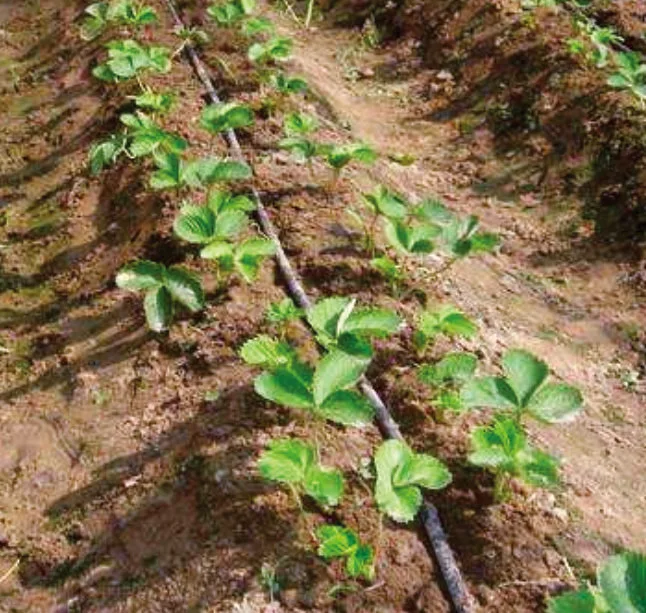 16mm Thickness 0.2mm 30cm Spacing Drip Tape Farm Irrigation System With Flat Emitter