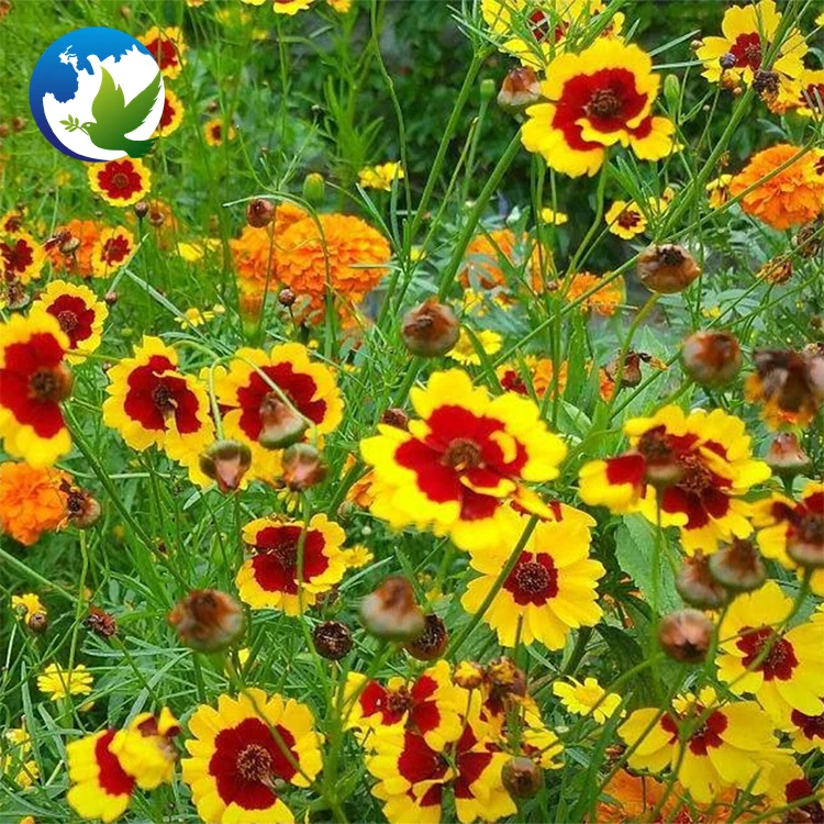 
summer ornamental carnation tropic beautiful cut flower seeds supplier perennial flowers plant seed 