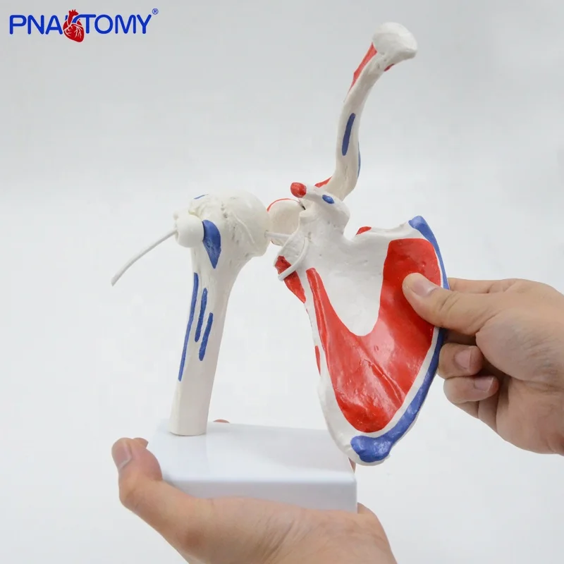 Flexible and detachable human shoulder joint model with muscles life size