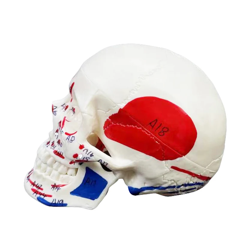 production human skeleton 1/2 size PVC head skull anatomical teaching model with color muscle 3 parts mini  Colored skull model