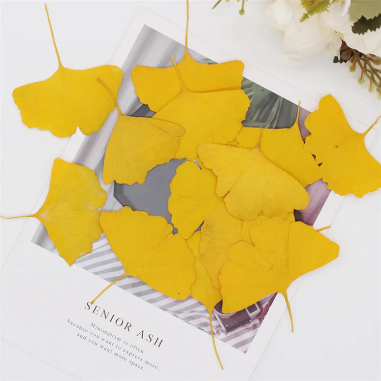 Real Dried Pressed Flower Gingko Leaf