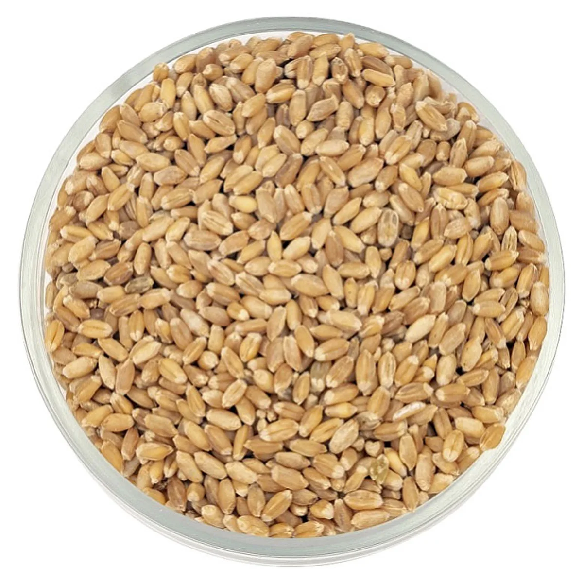 Wheat grain ecological product great quality wholesale prices