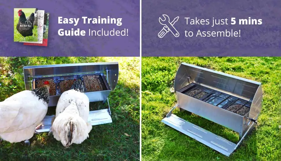 wholesale automatic chicken feed containers feed machines chicken