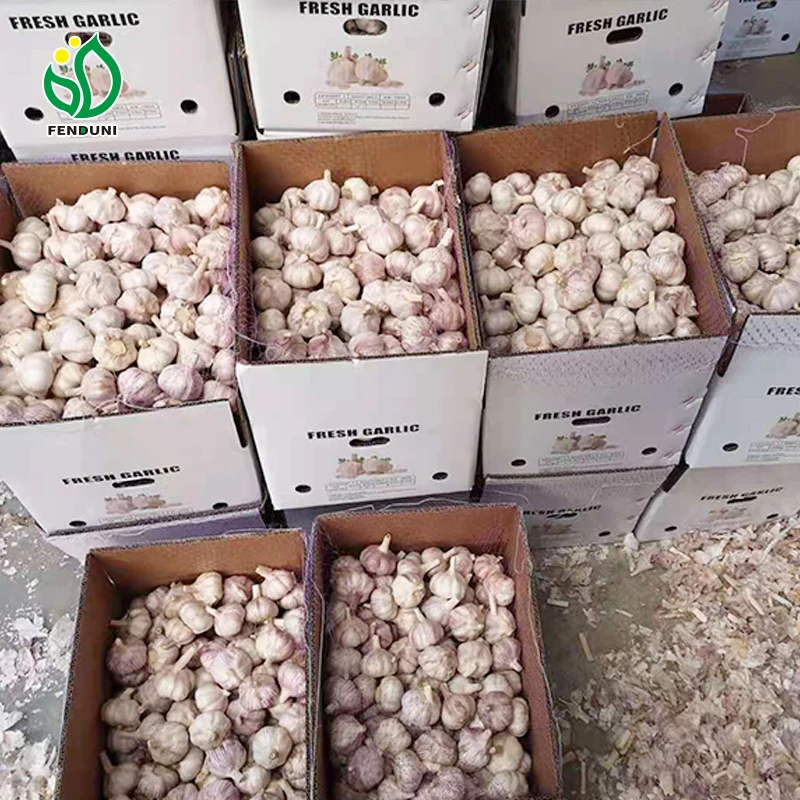 Chinese fresh garlic from Jin xiang county normal white and pure white garlic