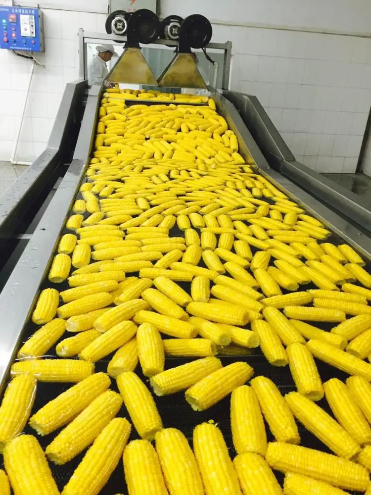 SWEET CORN COB, 5 COBS,