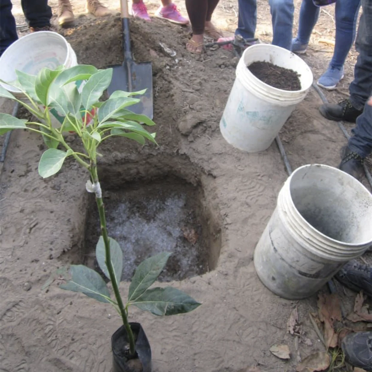 Manufactures best price china potassium polyacrylate super absorbent polymer hydrogel sap retaining water for agriculture