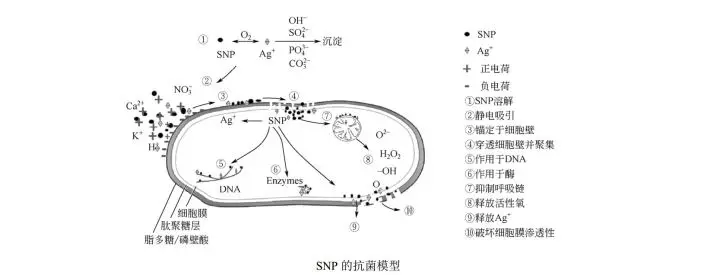 Fabric nano silver antibacterial finishing agent AGS-F-1