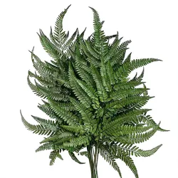 Immortal fern leaf mangosteen leaves dried flowers home decoration shooting props natural real flower leaves