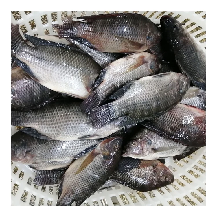 Supply Fish Farming Live Tilapia Wholesale Price