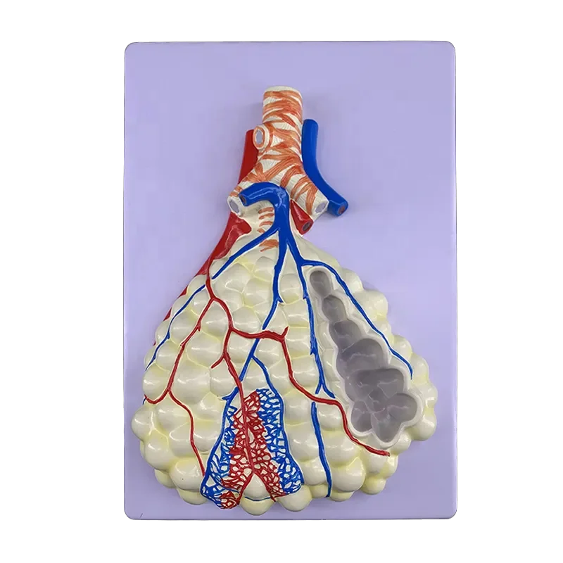Human Respiratory System Anatomy Model Lung Anatomy Respiratory System Embossed Model