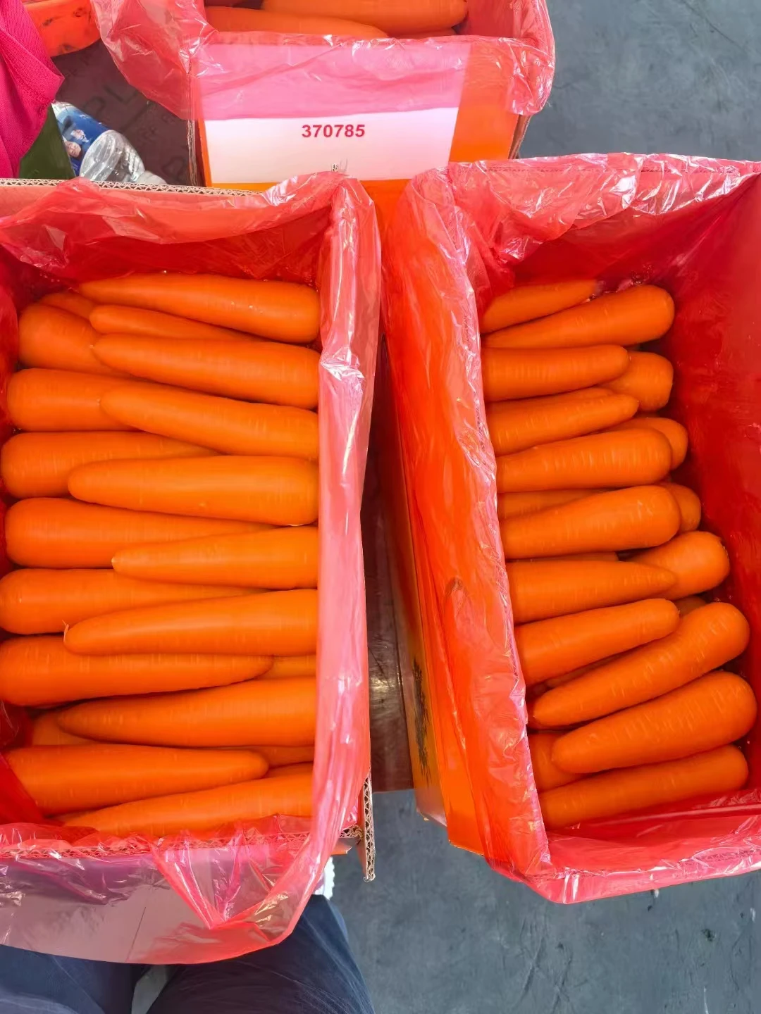 Organic Fresh Carrots From China Packed in Carton Export Wholesale Price High Quality Bulk