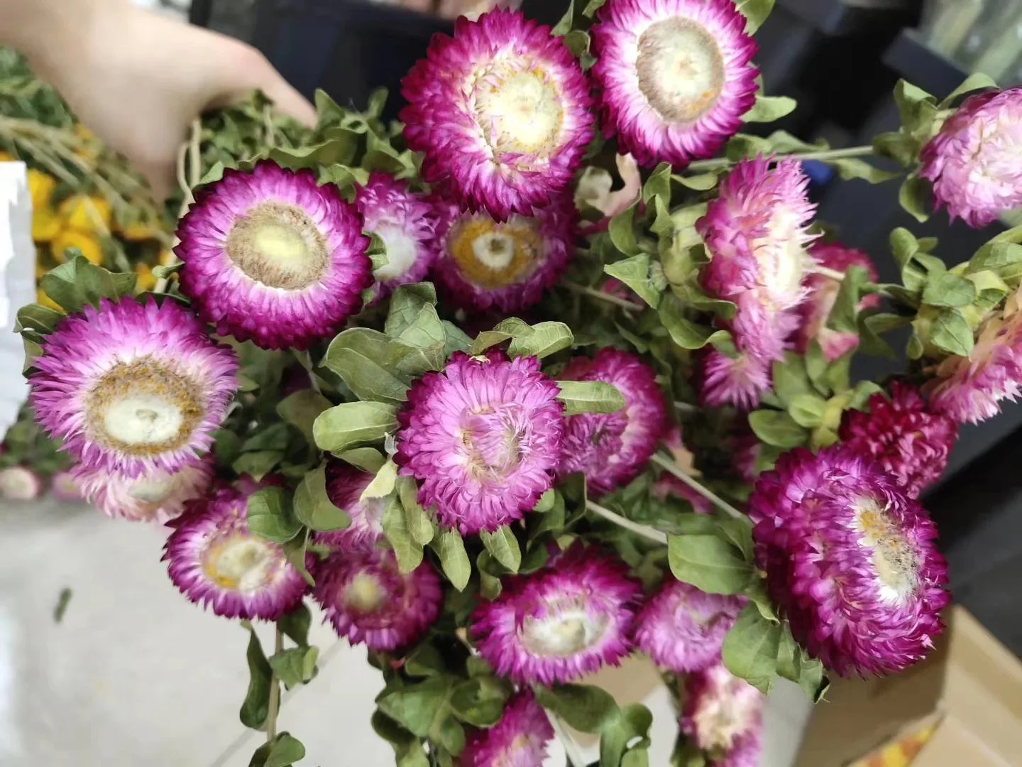  Seven color chrysanthemum gerbera dried flower eternal holiday home decoration arrangement