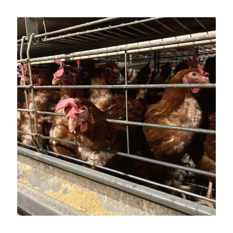 Полностью автоматический слой и Бройлер 3 яруса 4 H-образный аккумулятор клетка для птицы