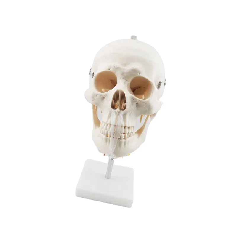 skull with cervical Spine life size human skeleton